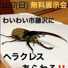カブト・クワガタ講習会いよいよ明日開催❗️わいわい市藤沢店にてメ...