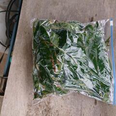 栗の葉 クリ くり 500g
