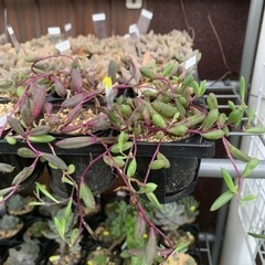 多肉植物　ルビーネックレス苗②の画像