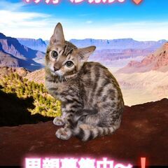 里親募集中！生後4ヶ月ベンガル♂(⋈◍＞◡＜◍)。✧♡