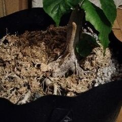 曲げ木 ウンベラータの画像