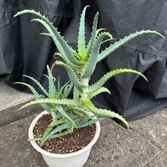 アロエ