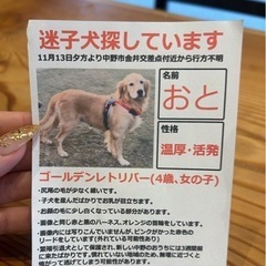 迷子犬探してます。