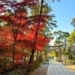 12/8(日)鎌倉紅葉散策ランチ＆カフェ会40代50代参加者募集