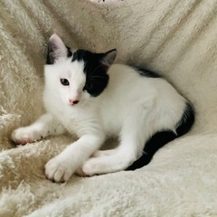 とても慣れている黒白子猫 − 神奈川県