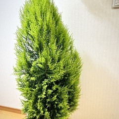 大きなゴールドクレスト　クリスマスツリー🌲sold out