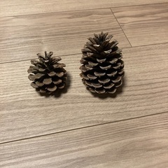 ちょっと大きい松ぼっくり１0個