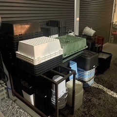 完売‼️‼️メダカ引退！！ めだか　メダカ　容器　トロ舟 大量