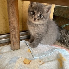 グレーの子猫　オス