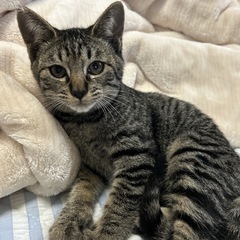 キジトラ仔猫（ワクチン、去勢手術済）