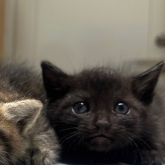メスの子猫