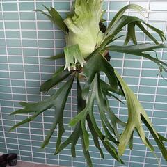 観葉植物　コウモリラン（ビカクシダ）