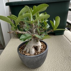 アデニウム　2個セットの画像
