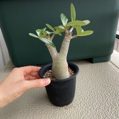 アデニウム　2個セットの画像