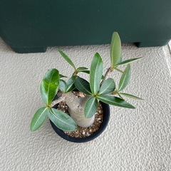 アデニウム　2個セットの画像