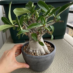 アデニウム　2個セット