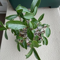 アデニウム　2個セットの画像