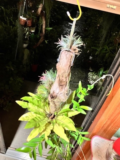 観葉植物①取引中