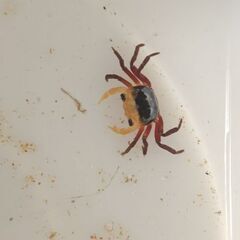 イエローウィッチャークラブ ２匹 カニ 淡水 アクアリウム 熱帯魚の画像