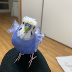 迷子の羽衣セキセイインコを探しています。
