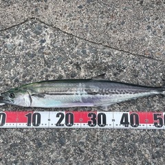釣り友達、仲間募集！