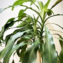 ドラセナ マッサンゲアナ　BIG　観葉植物🌱の画像