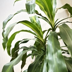 ドラセナ マッサンゲアナ　BIG　観葉植物🌱の画像