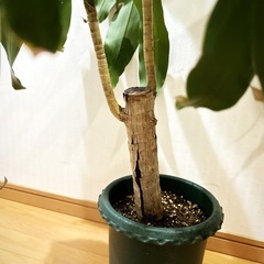 ドラセナ マッサンゲアナ　BIG　観葉植物🌱の画像