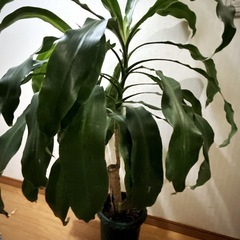 ドラセナ マッサンゲアナ　BIG　観葉植物🌱