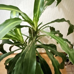 ドラセナ マッサンゲアナ　BIG　観葉植物🌱の画像