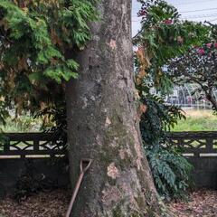 無料_欅（けやき）_大木_木材_薪