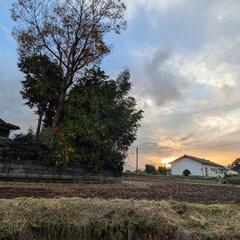 無料_欅（けやき）_大木_木材_薪の画像