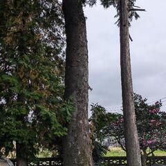 無料_欅（けやき）_大木_木材_薪の画像