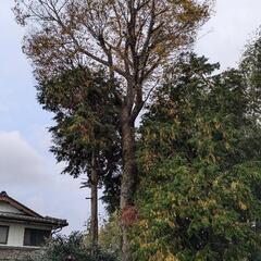 無料_欅（けやき）_大木_木材_薪の画像