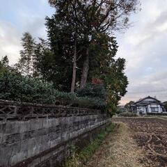 無料_欅（けやき）_大木_木材_薪の画像