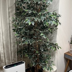 フェイクグリーン 高さ約180cm