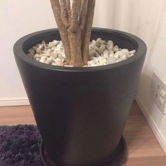 観葉植物の植木鉢の画像