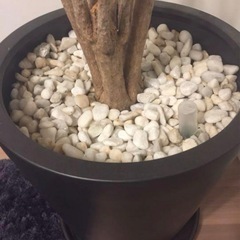 観葉植物の植木鉢の画像