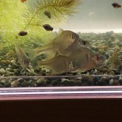 タナゴ