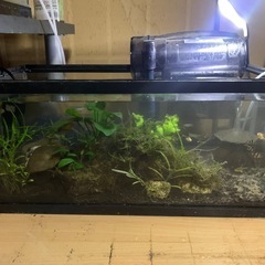 (受け渡し者決定)60cm水槽セットと中に入っている熱帯魚全て
