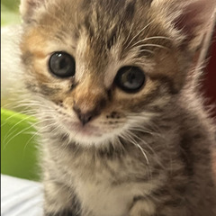 一時停止　４人兄弟のキジ猫ちゃん