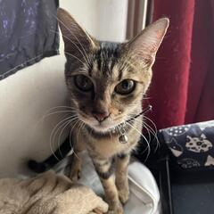 キジトラ ノエたん女の子。都心に住んでるのですが…