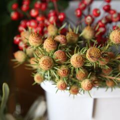 クリスマスリース2024の画像