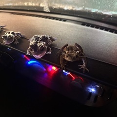 ヒキガエル