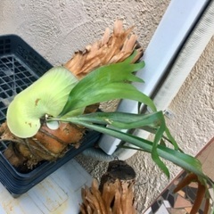 【値下げ】ビカクシダ　ビフルカツム大株　観葉植物