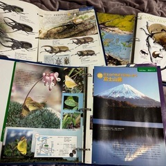 ディアゴスティーニの昆虫色々図鑑の画像