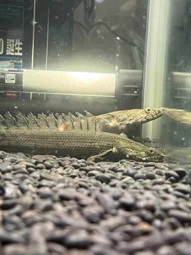 熱帯魚\u003c大型魚\u003e格安でお譲りします