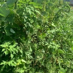 草刈り等安めでやります。