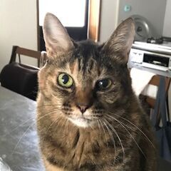 賢く美しいムギワラ猫のチビタちゃん　