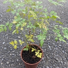 姫南天🪴子株🌱